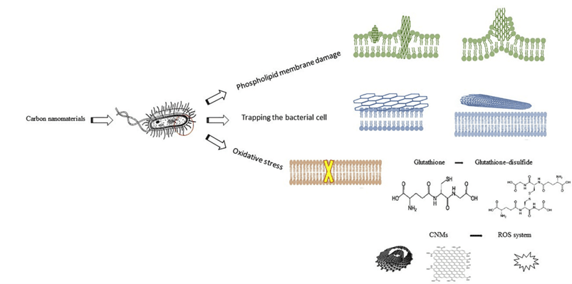 Modalità di azione antibatterica del GO