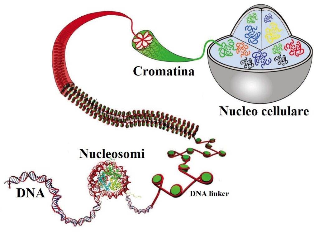 Rappresentazione grafica del DNA nella cellula.