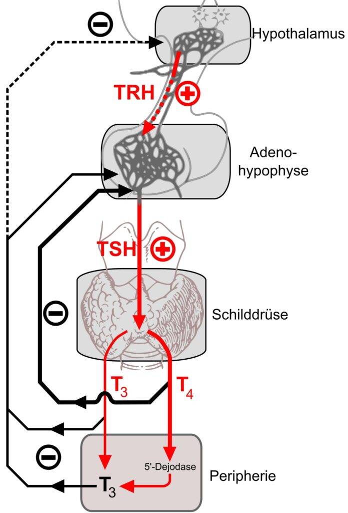 feedback tiroide