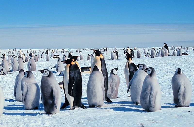 microrganismi antartici e pinguini in colonie