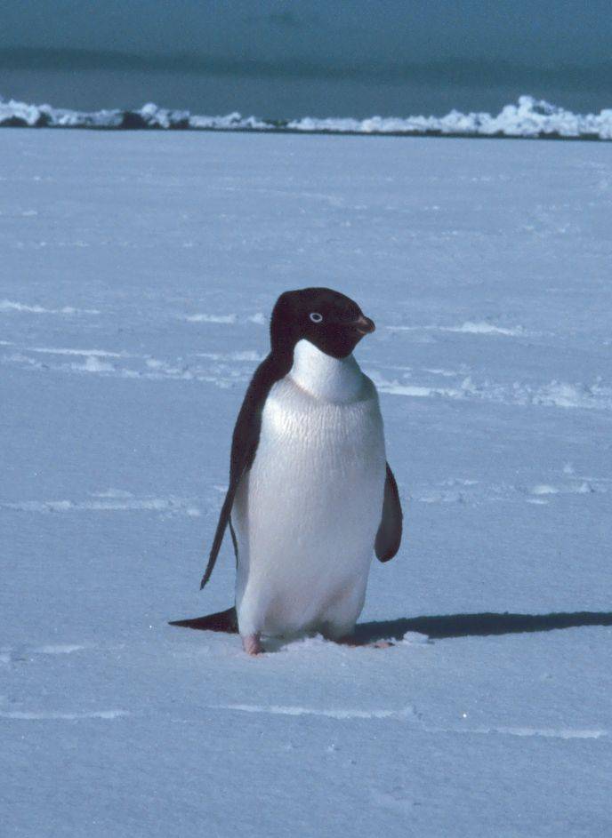 Pinguino di Adelia
