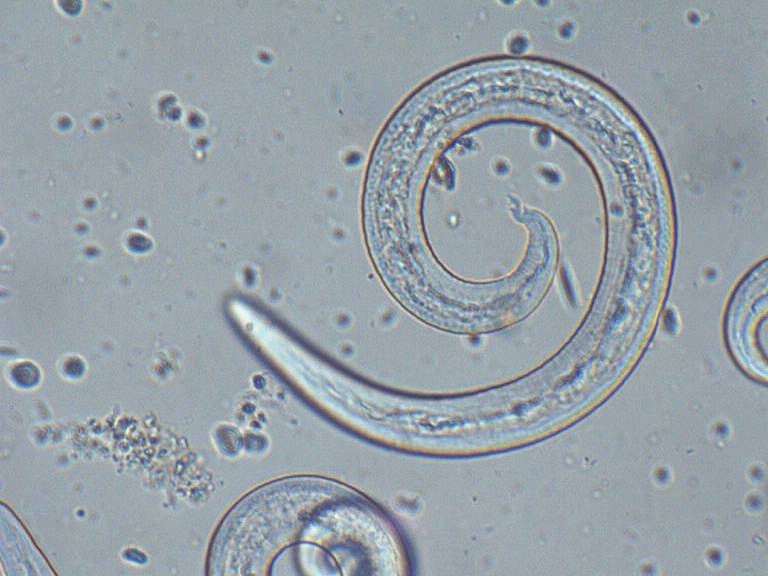Forma adulta dell' A. Vasorum