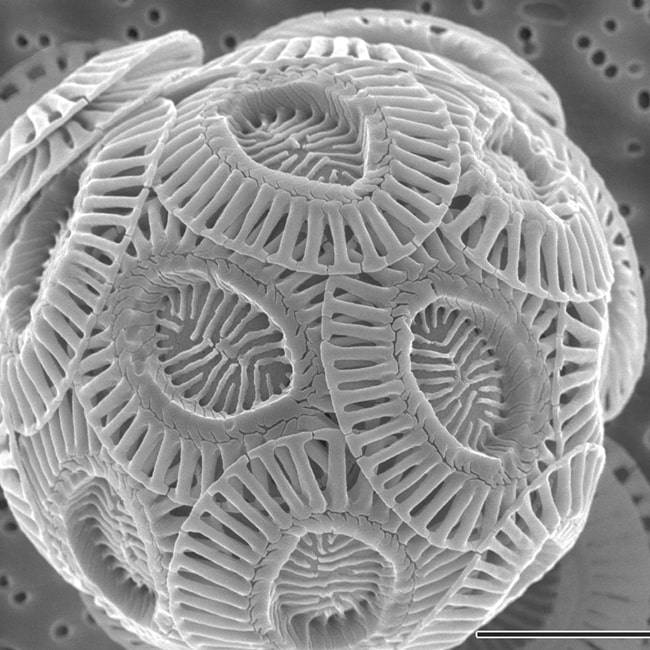 Emiliania huxleyi, structure of coccoliths
