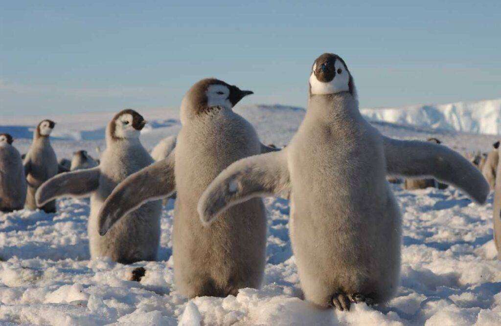 pinguini imperatore e microrganismi