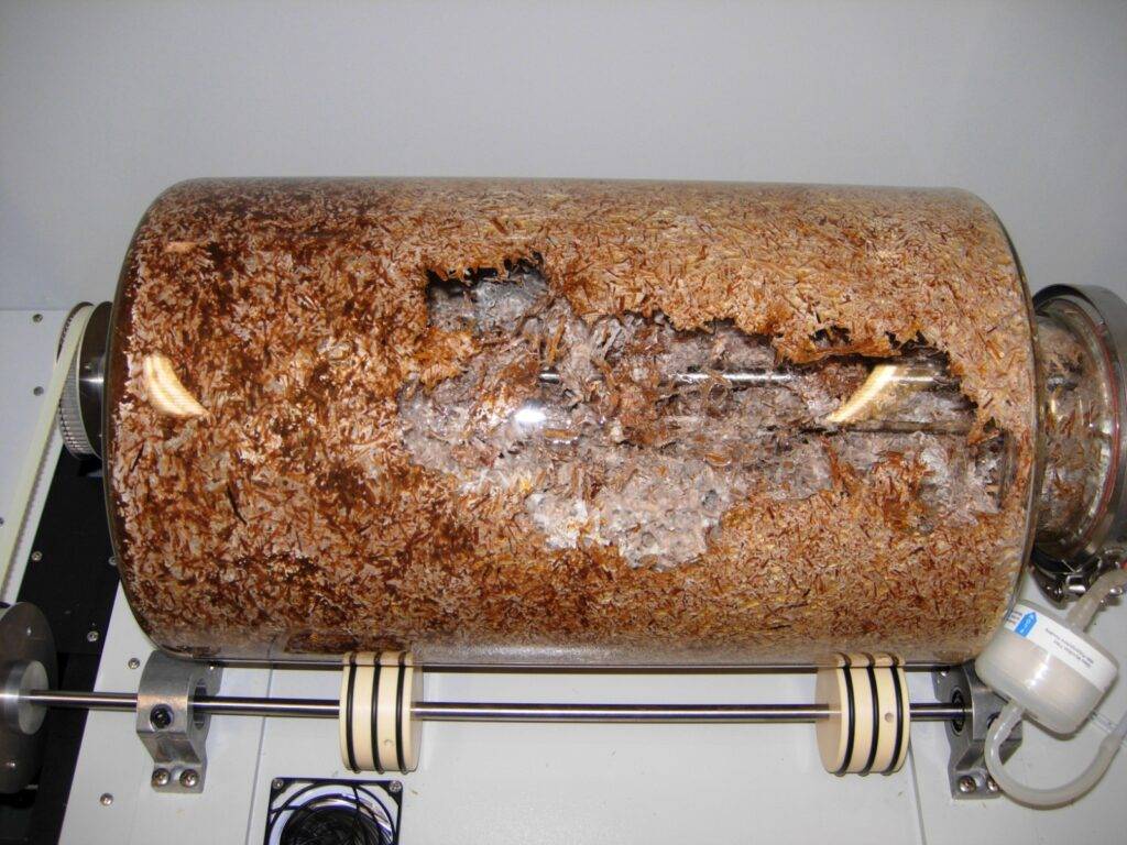 Figura 3: Crescita del micelio fungino su paglia in fermentatore allo stato solido.