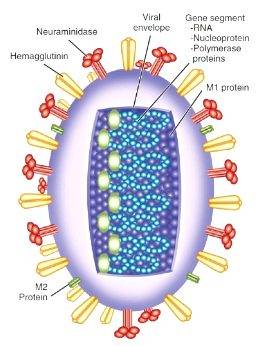 Rappresentazione della struttura del virus dell'influenza A in cui è visibile la proteina M2