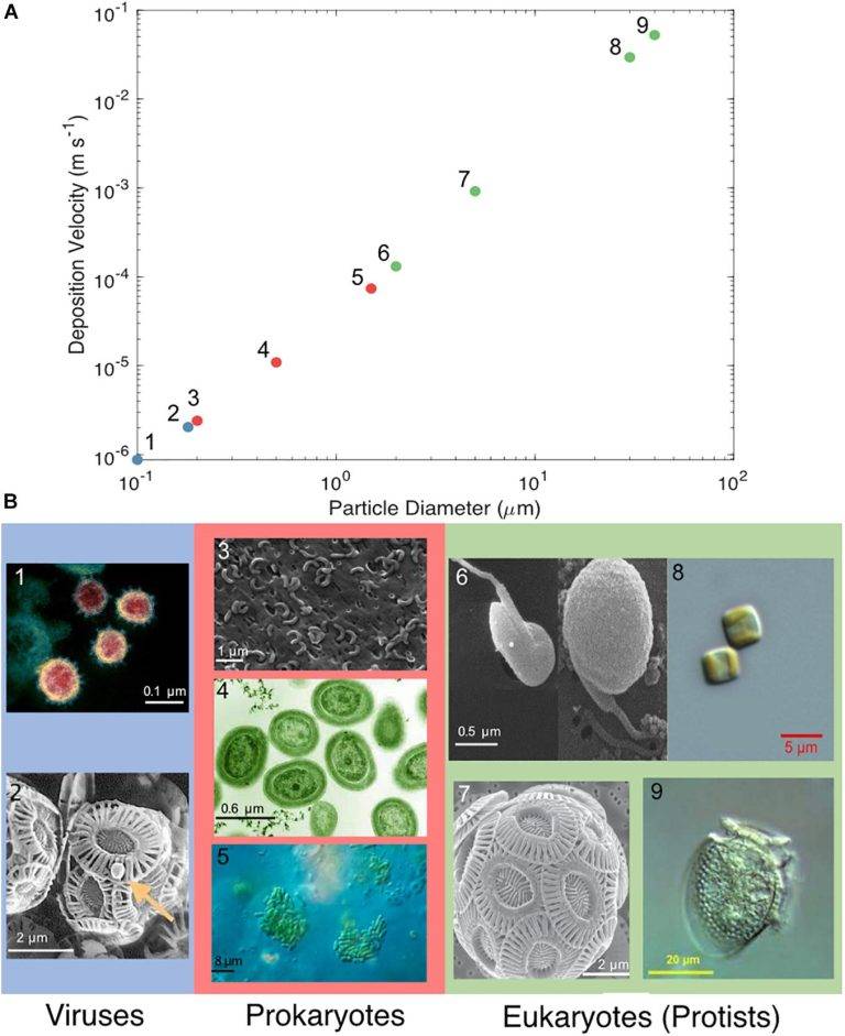 Marine microorganisms and deposition rate in relation to size
