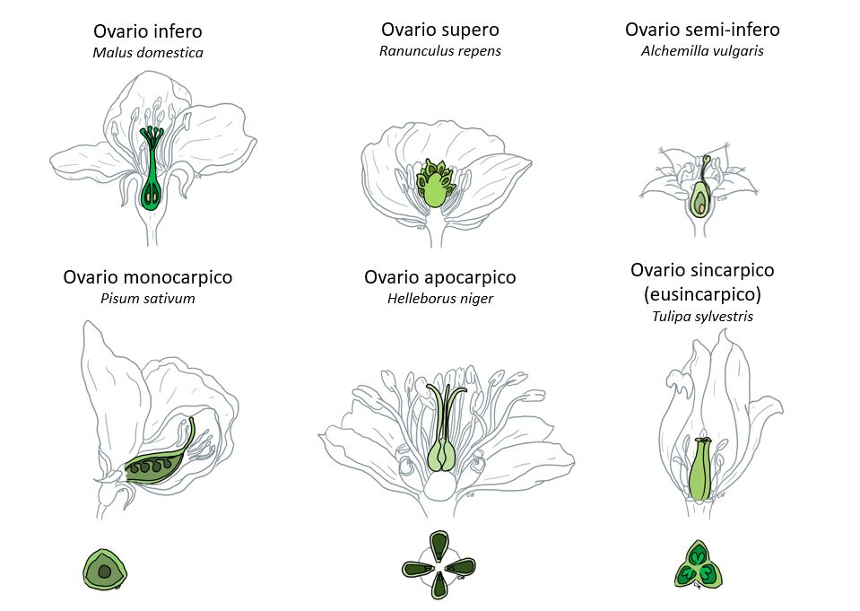Figura 3: Tipologie di ovario [photo: Cecilia Panzetti].