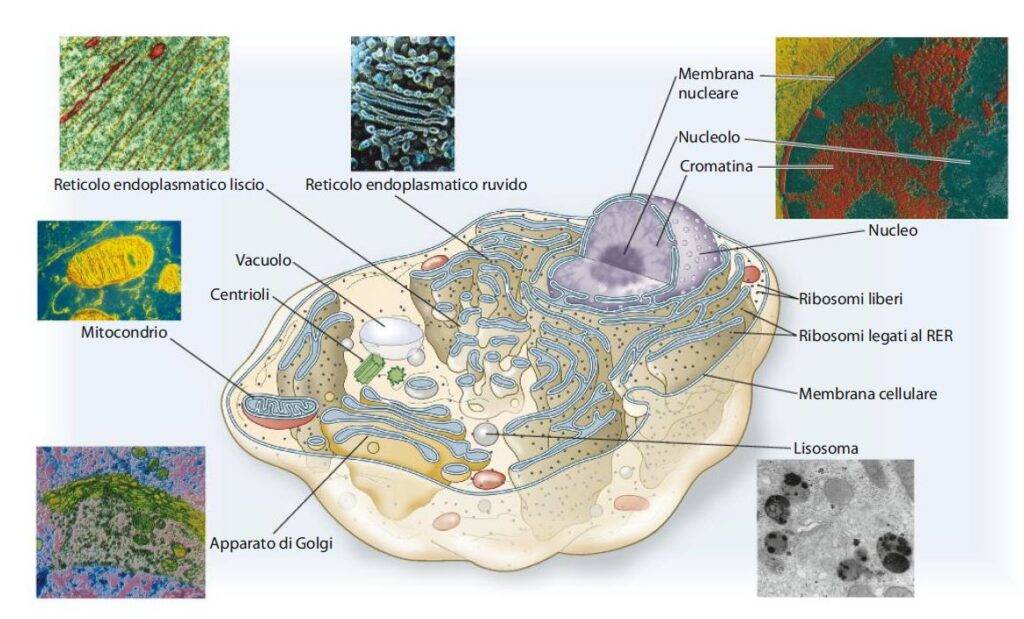 Figura 2 - compartimentazione di una cellula eucariotica