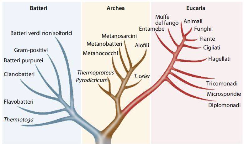 Albero filogenetico che illustra i tre domini in cui sono suddivisi gli esseri viventi. Le ramificazioni indicano la modalità di divergenza da un progenitore comune. Analogamente ai batteri, gli archea sono procarioti ma hanno alcune peculiarità degli eucarioti. [Wheelis, M.L., Kandler, O. e Woese, C.R. (1992) Proc. Natl. Acad. Sci., 89, 2931.]