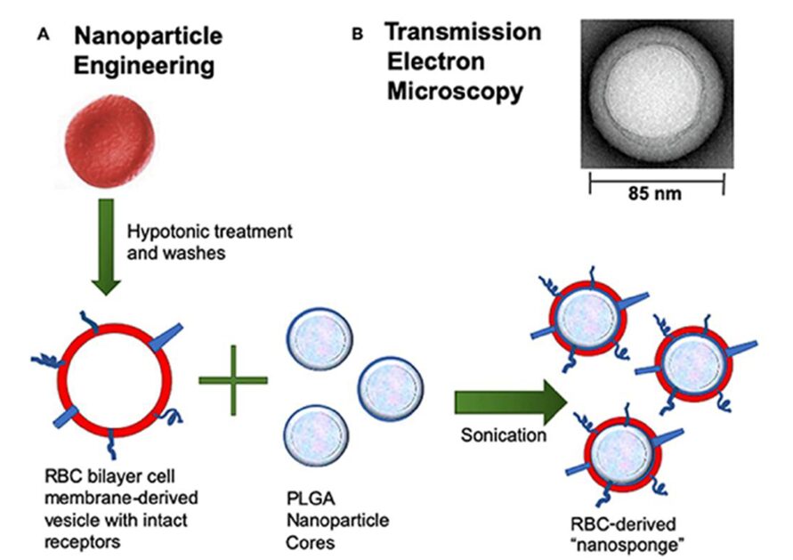 Esempio di produzione di nanoparticelle biomimetiche con RBCM