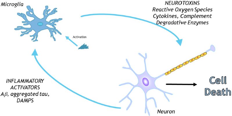 Attivazione della microglia e ruolo nel Morbo di Alzheimer