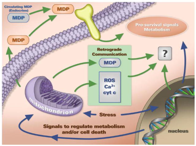 Segnalazione retrograda mitocondri-nucleo mediata dagli MDPs