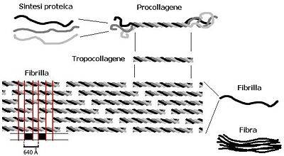 biosintesi del collagene