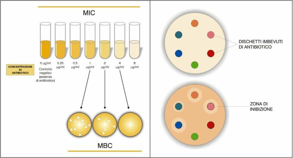 Figura 4 – Rappresentazione dell’antibiogramma con metodo di diluizione (destra) e metodo di diffusione (sinistra). MIC: minima concentrazione inibente, MBC: minima concentrazione battericida
