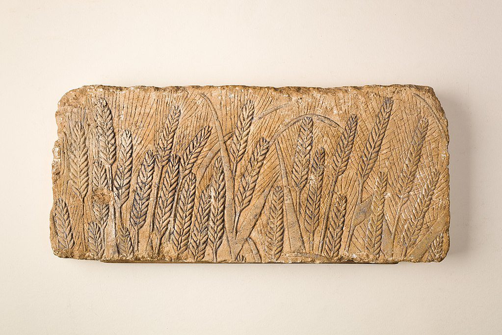 Rappresentazione di orzo maturo su calcare. Ermopoli, Antico Egitto, 1353-1336 a.C. circa. - antibiotica