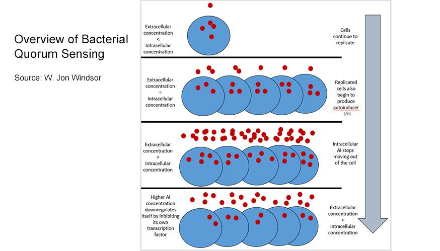 Overview del funzionamento del quorum sensing batterico