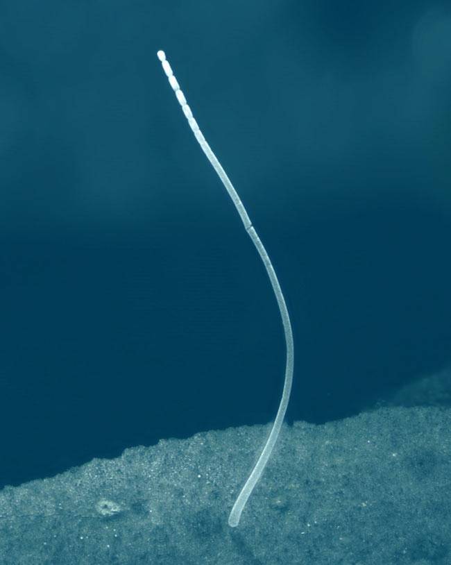 Una vista ravvicinata di un filamento del batterio gigante Thiomargarita magnifica. È il più grande batterio mai scoperto, lungo circa 0,4 pollici (1 centimetro). Immagine tramite Jean-Marie Volland/ Sci-News.com.