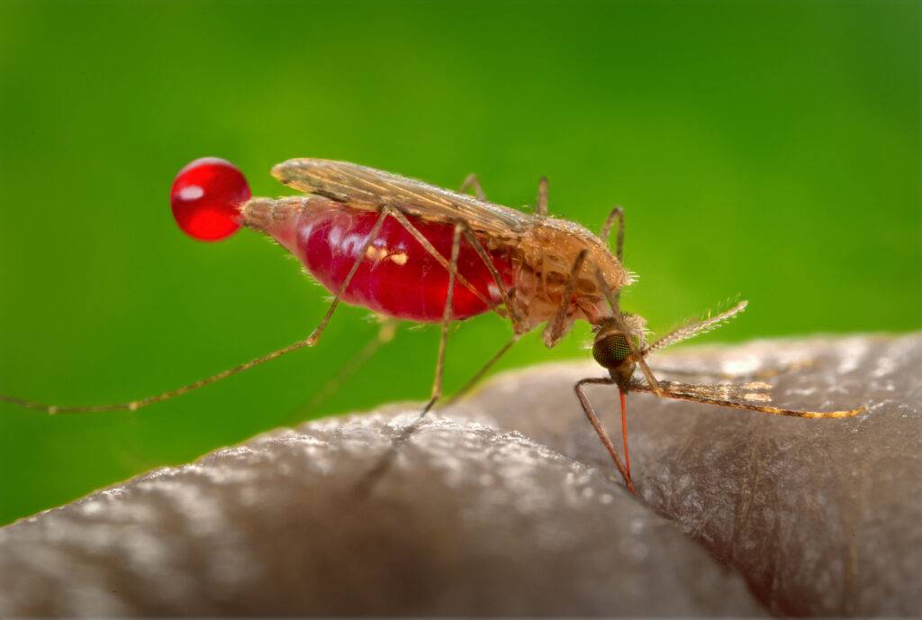 Zanzara che fa il pasto di sangue