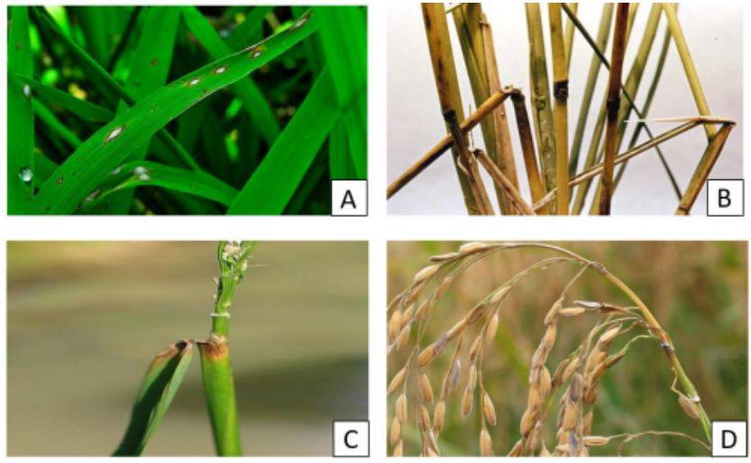 Figura 1: Sviluppo di aree necrotiche sulle foglie (A), nodi (B), collare (C) e pannocchie (D) di piante di riso (Simkhada e Thapa, 2022) derivanti dal brusone Fonte: Simkhada K and Thapa R. Rice Blast, A Major Threat to the Rice Production and its Various Management Techniques. Turkish Journal of Agriculture - Food Science and Technology 10(2):147-157, 2022. http://dx.doi.org/10.24925/turjaf.v10i2.147-157.4548