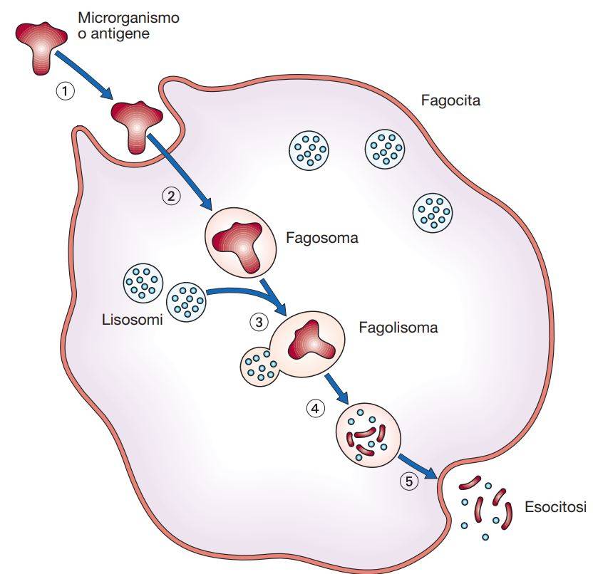 (1) Meccanismo della fagocitosi. Aderenza del microbo o di altra particella al fagocita e successiva ingestione all’interno della cellula; (2) formazione del fagosoma; (3) fusione del fagosoma con un lisosoma con la formazione di un fagolisosoma; (4) digestione enzimatica del microrganismo o della particella; (5) eventuale eliminazione tramite esocitosi del materiale residuo non completamente digerito.