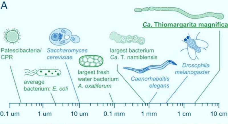 Confronto delle dimensioni di vari batteri giganti, tra cui Thiomargarita magnifica. Immagine tramite Volland et al./ Sci-News.com.