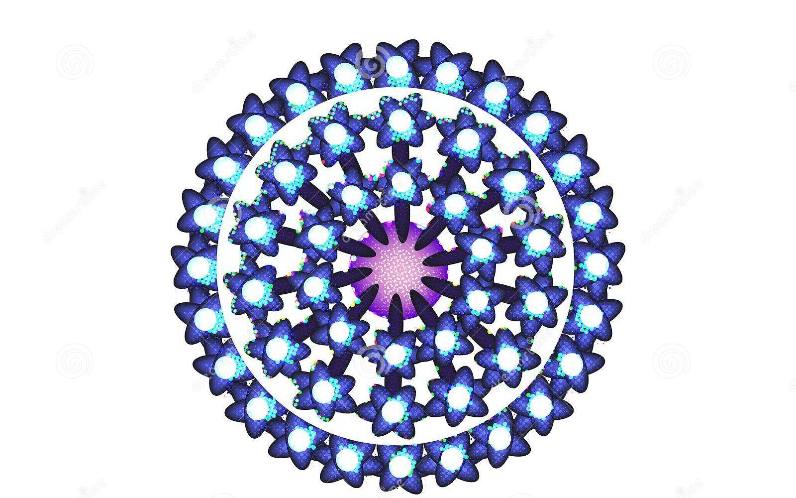 Human Papilloma Virus STRUTTURA