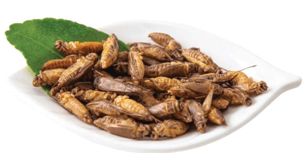 Acheta domesticus (grillo domestico), come nuovo alimento approvato dalla Commissione europea il 10 febbraio 2022