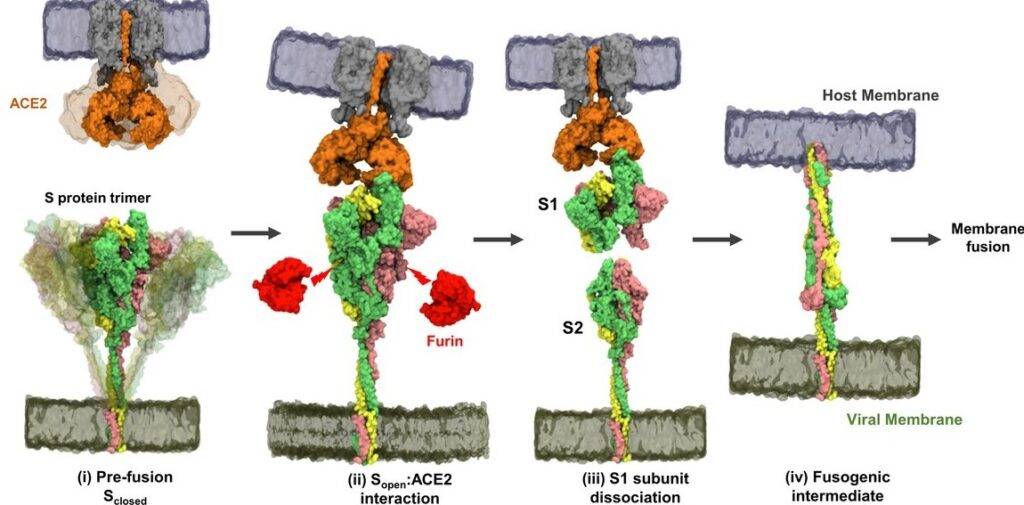 ingresso e fusione del virus nella cellula mediato dalla glicoproteina spike