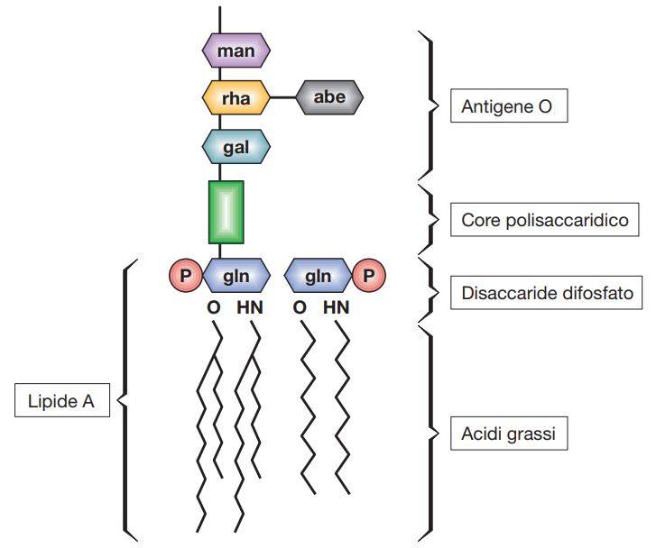 Struttura del lipopolisaccaride. La porzione polisaccaridica dell’LPS, elemento fondamentale delle endotossine, consiste di due frazioni, il polisaccaride interno, o core polisaccaridico, e il polisaccaride esterno, chiamato anche polisaccaride O (antigene O). In Salmonella, dove è stato ben caratterizzato, il core polisaccaridico è costituito da chetodeossiottonato (KDO), eptosio, glucosio, galattosio, e NAG (N-acetilglucosamina). Strettamente connesso al core è il polisaccaride O, che contiene galattosio, glucosio, ramnosio, mannosio, abequosio, colitosio, paratosio o tivelosio. La porzione lipidica dell’LPS, detta Lipide A, è costituita da acidi grassi (caproico, laurico, miristico, palmitico, stearico), legati tramite un legame estere-aminico a un disaccaride costituito da N-acetilglucosamina fosfato. La tossicità del Lipide A risiede principalmente nella sua capacità di attivare il complemento e di stimolare il rilascio di citochine; la frazione polisaccaridica rende, invece, il complesso idrosolubile e immunogenico
