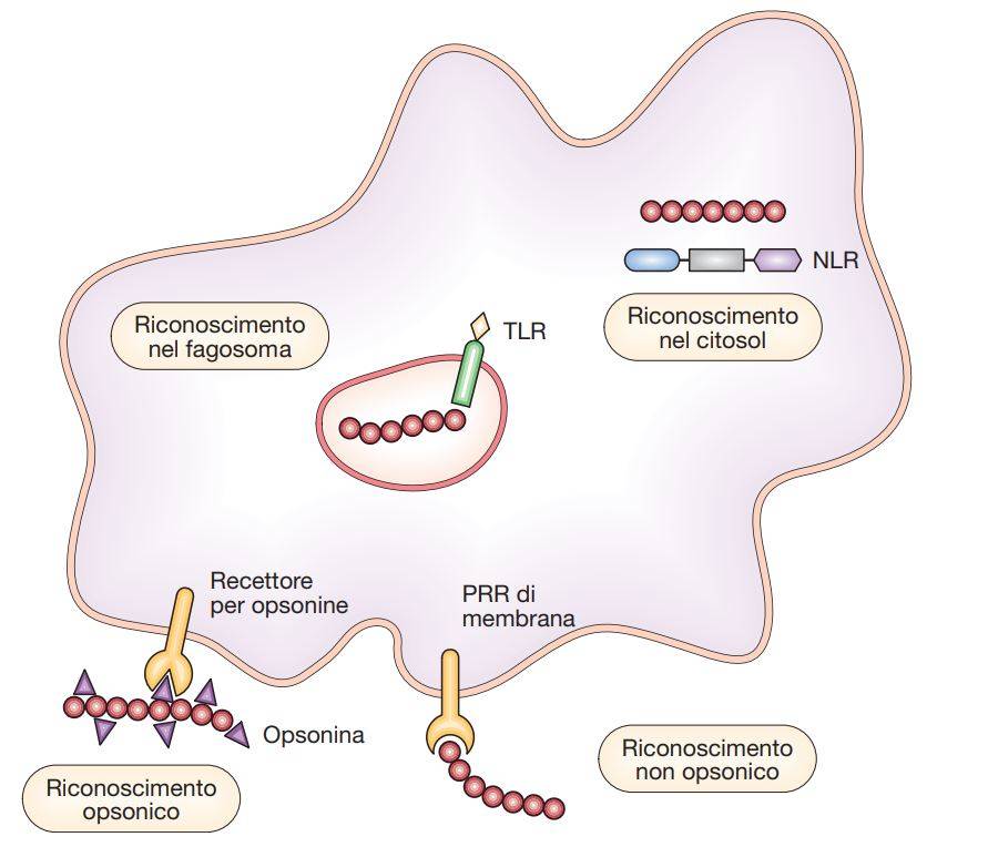Metodi di riconoscimento del patogeno. TLR, Toll-Like Receptor; PRR, Pattern Recognition Receptor; NLR, NOD-Like Receptor. I prodotti microbici possono essere riconosciuti a livello della superficie delle cellule dell’ospite mediante un legame diretto (riconoscimento non opsonico) o mediato da opsonine (riconoscimento opsonico). In seguito alla fagocitosi, i prodotti microbici possono essere riconosciuti all’interno del fagosoma o del fagolisosoma (riconoscimento nel fagosoma). Anche nel citosol possono ritrovarsi prodotti batterici, che vengono riconosciuti in questa sede dagli NLR. Ciò avviene quando determinati patogeni intracellulari (ad es. Listeria e Shigella spp.) sfuggono dal fagosoma per replicarsi nel citosol. Inoltre la membrana del fagosoma non è perfettamente impermeabile ai prodotti batterici e questi sfuggono frequentemente nel citosol.