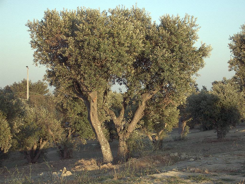 olea europaea L