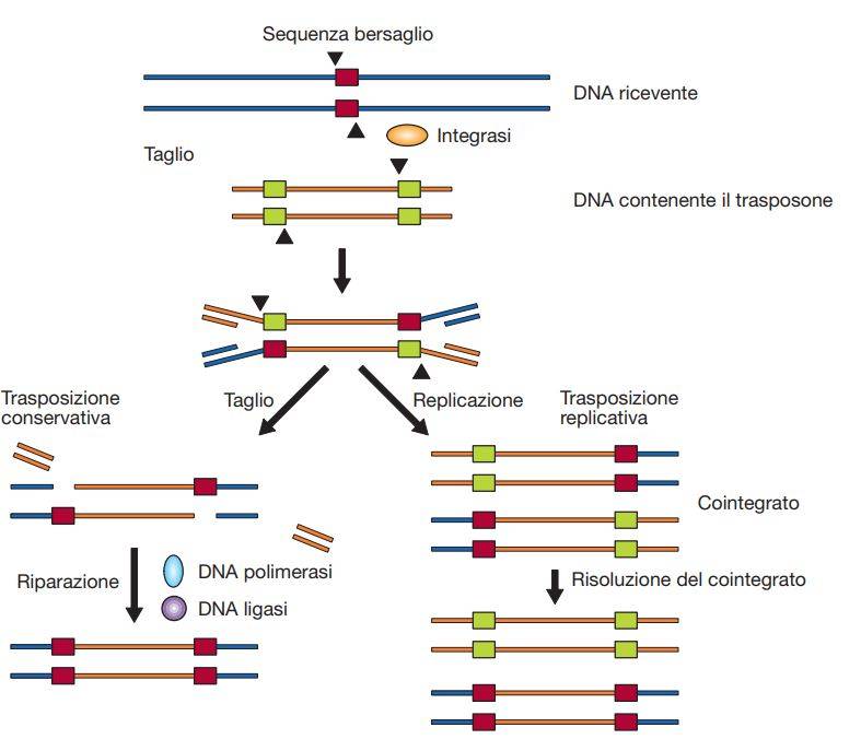 Elementi genetici trasponibili: Trasposizione. Può essere conservativa o replicativa. Entrambe prevedono dei tagli sfalsati (indicati con le frecce) nei singoli filamenti del DNA ricevente (rappresentato in blu), a livello della sequenza bersaglio, e nel trasposone (rappresentato in arancione), a livello delle IR. Tali sequenze (rappresentate come quadrati) presentano tra loro omologia e permettono l’appaiamento dei filamenti appartenenti alle due diverse molecole di DNA. Nella trasposizione conservativa si ha un ulteriore taglio con perdita del trasposone. La riparazione delle interruzioni del singolo filamento produce duplicazione della sequenza bersaglio. Nella trasposizione replicativa si ha la formazione di una struttura detta cointegrato (riportata in modo semplificato) che contiene il DNA ricevente e due copie del trasposone uniti tra loro. La risoluzione del cointegrato porta all’acquisizione del trasposone nel nuovo sito senza perdita dell’elemento dal sito d’origine.