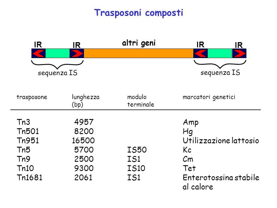 esempi di trasposoni composti come elementi genetici trasponibili