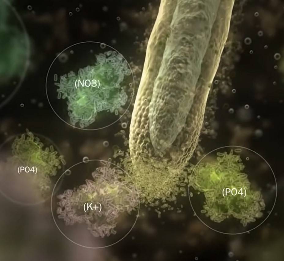 Azione dei rizobatteri nella protezione del capillizio radicale e nella facilitazione dell’assimilazione dei nutrienti nel suolo