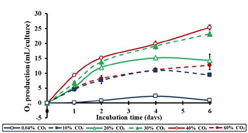 Cinetica della produzione totale di O2 in relazione al tempo di una coltura di Chlorella vulgaris incubata all'intensità luminosa di 50 μmol m-2 s-1 in un'atmosfera al 40% di CO2