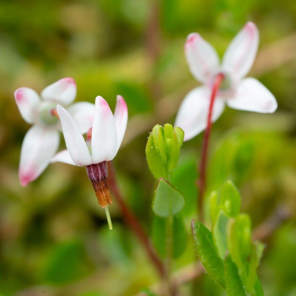 Fiore di cranberry, cui il nome di bacca della gru si deve. Promettente induttore del probiotico ceppo di Lactobacillus, nel nostro intestino.