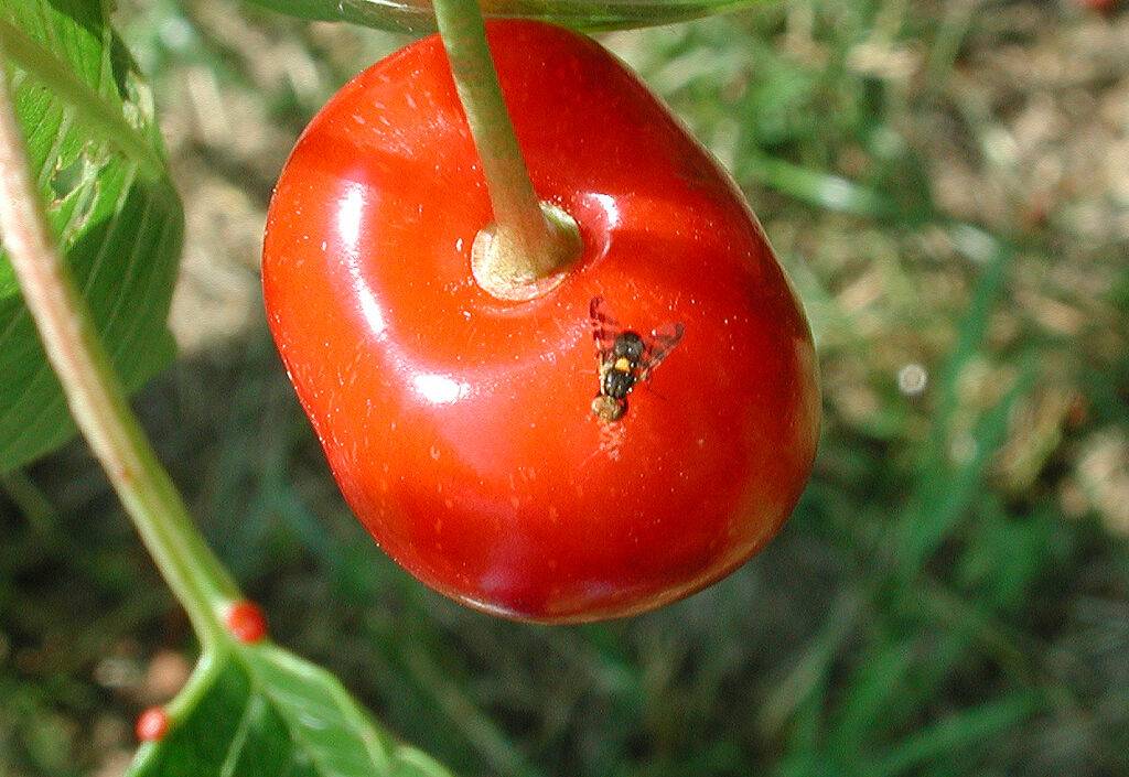 Adulto di Rhagoletis cerasi (Mosca del ciliegio) su ciliegio 