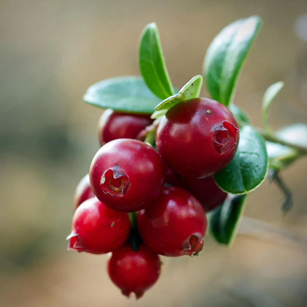 Cranberry construens: nutritore di Lactobacillus.