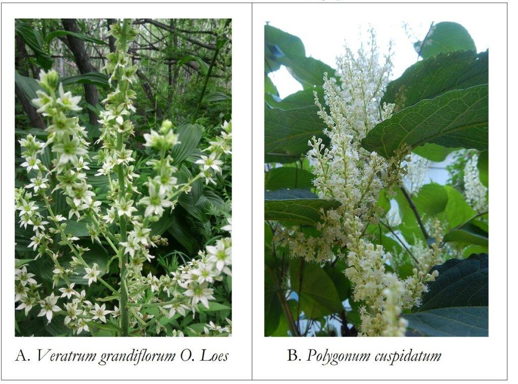 Figura 1 - A. Veratrum grandifolium O. Loes e B. Polygonum cuspidatum