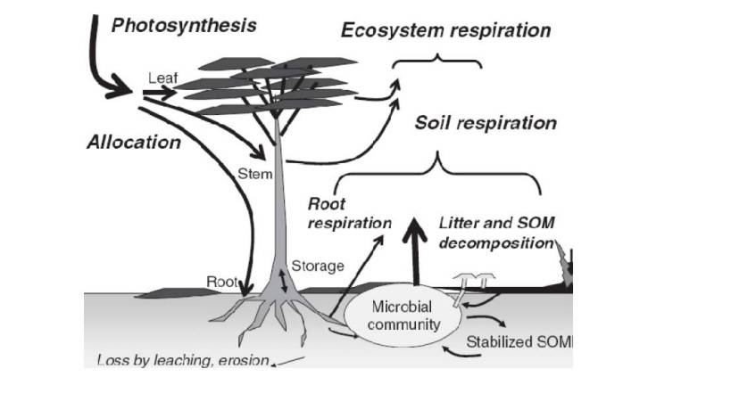 Processi coinvolti nel ciclo del carbonio degliecosistemi forestali