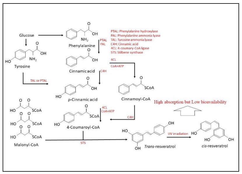 Figura 3 - Sintesi del resveratrolo