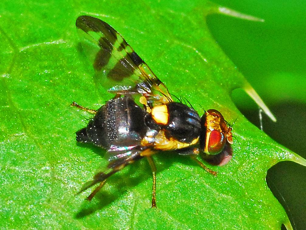 Adulto di Rhagoletis cerasi (Mosca del ciliegio). 