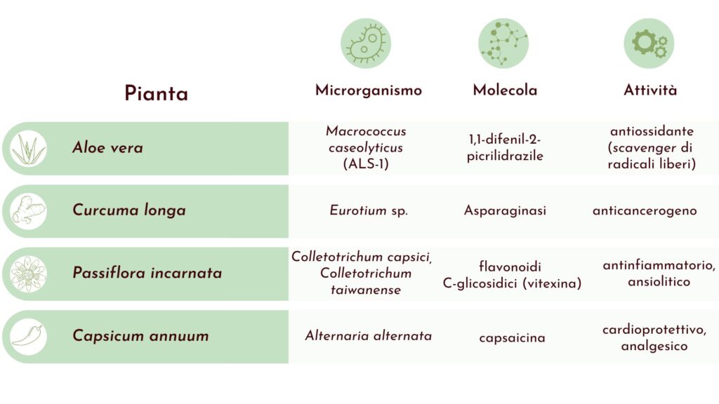 endofiti metaboliti secondari