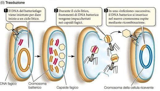 La figura mostra gli steps necessari per un processo di trasduzione generalizzata.