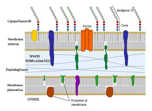 Struttura della parete cellulare dei batteri Gram negativi