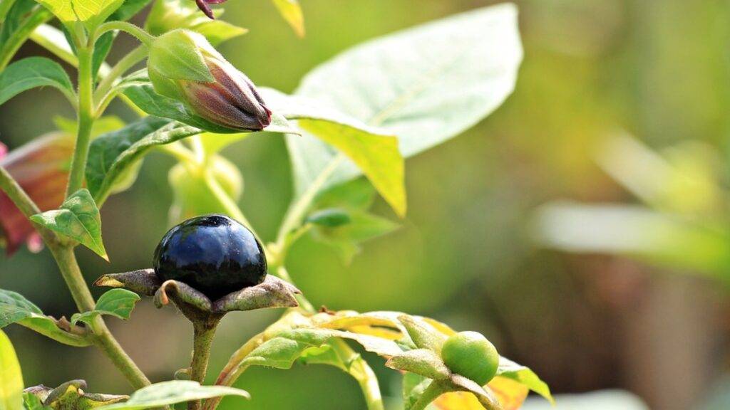 Atropa belladonna