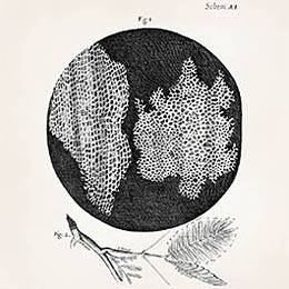 Figura 1 - Il termine "cellula" deriva dall'osservazione microscopica della struttura del sughero, disegnata da Hooke così come osserviamo in questa immagine. Fonte: Robert Hook | Ask A Biologist (asu.edu)