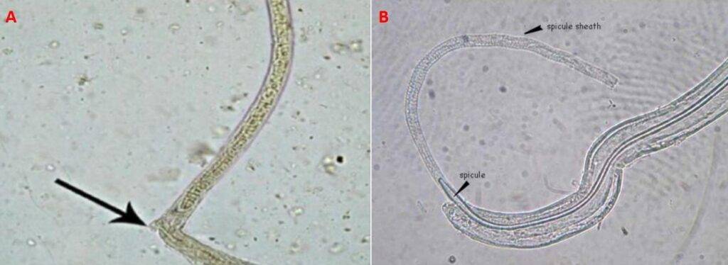 Figura 2 – Vulva di femmina adulta (A) e spicola di maschio adulto con la guaina (B)