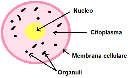 Figura 2 - La cellula con i suoi componenti fondamentali: la membrana cellulare che delimita il citoplasma in cui sono contenuti il nucleo (o nucleoide nei procarioti) e gli altri organelli. Fonte: https://www.lemiescienze.net